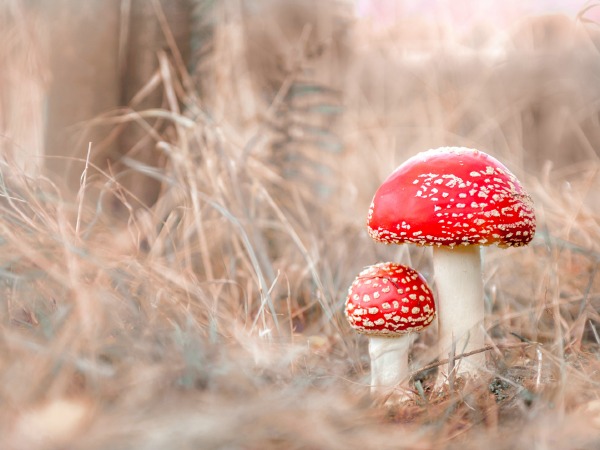 061 - De Korrel Wemmel - Ophira Eschinasi-Smet - Red mushrooms